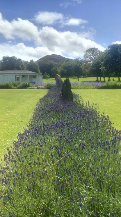 North Lodge Lavender Garden and Law